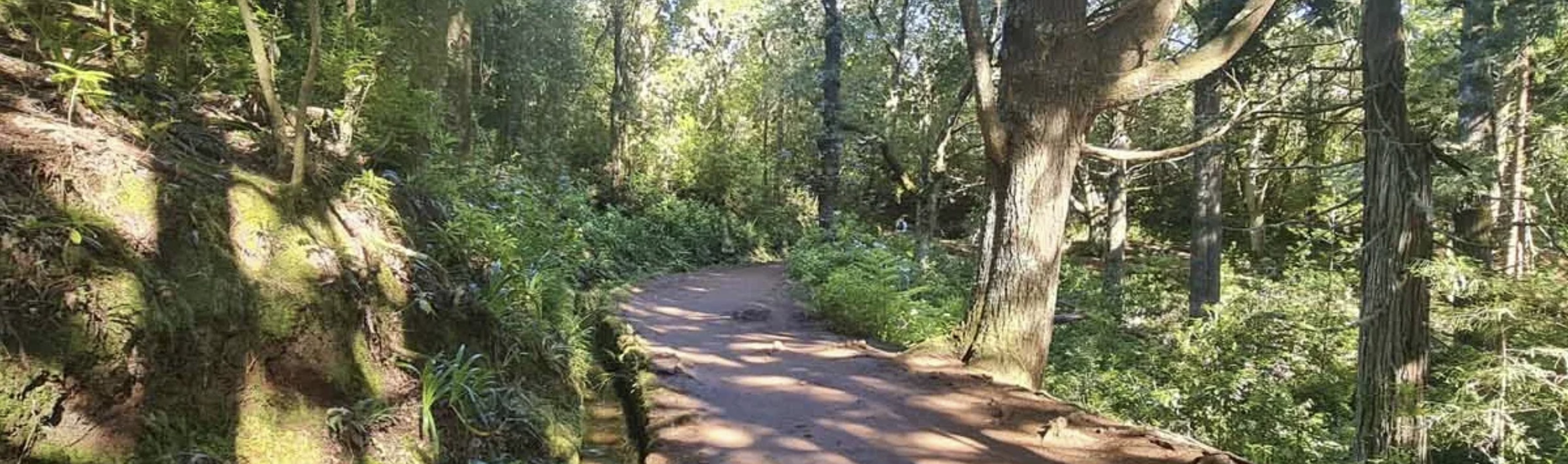 Image of a path in a forest